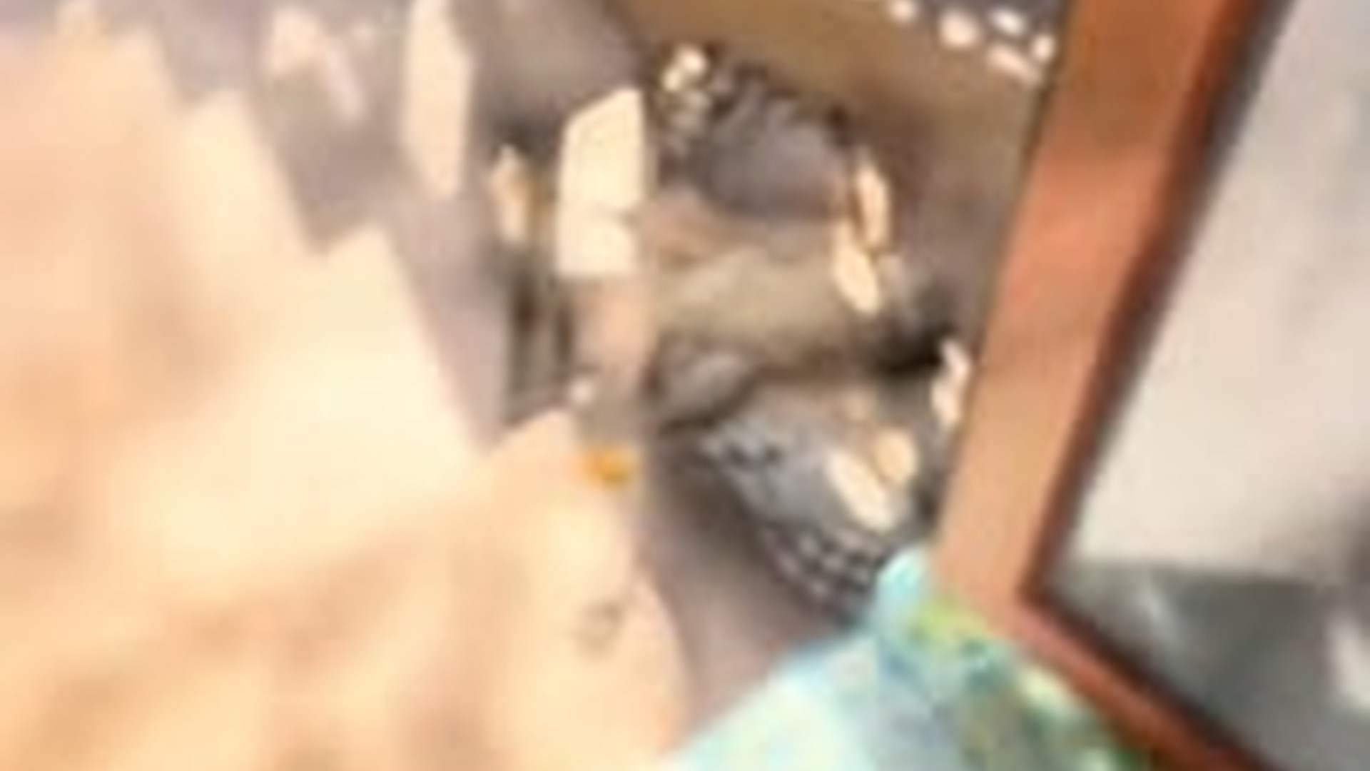 T2703014_After rescuing an injured kestrel releasing him, he surprisingly