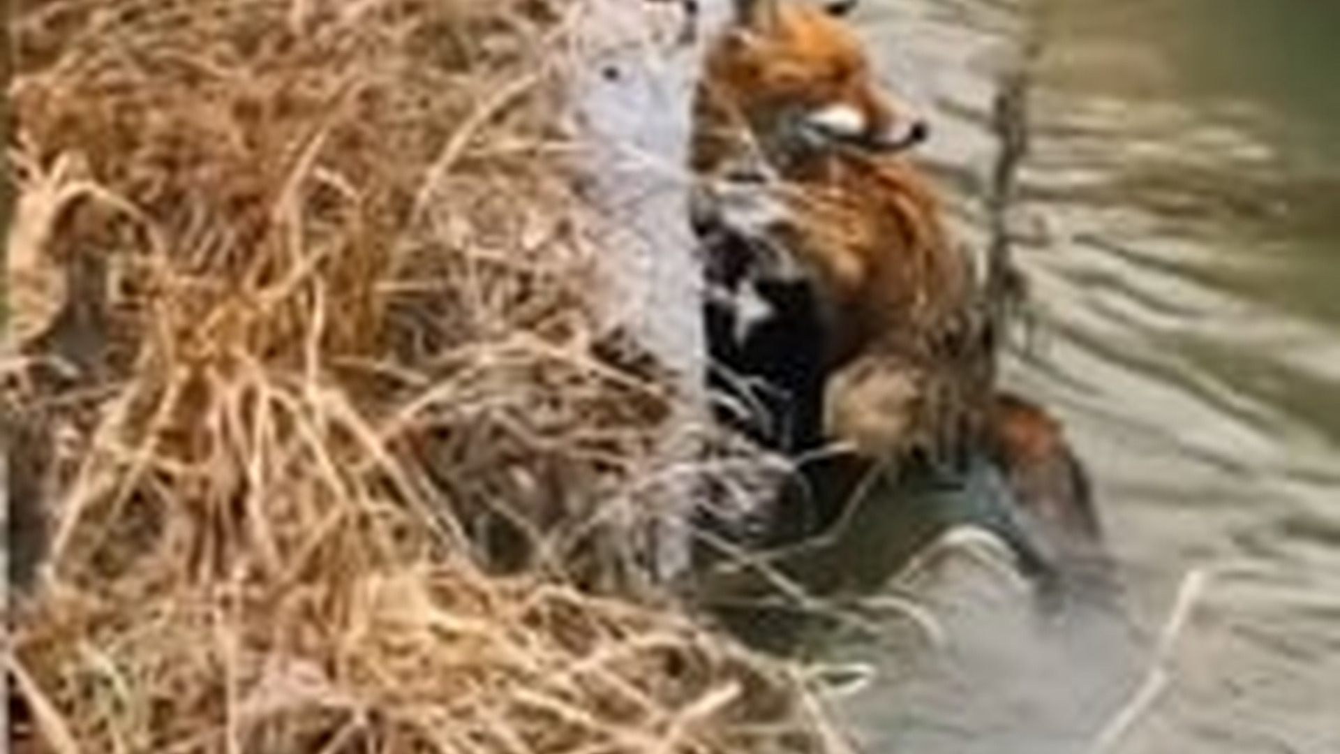 T2703015_Rescuing fox fell into water, not realizing it became...