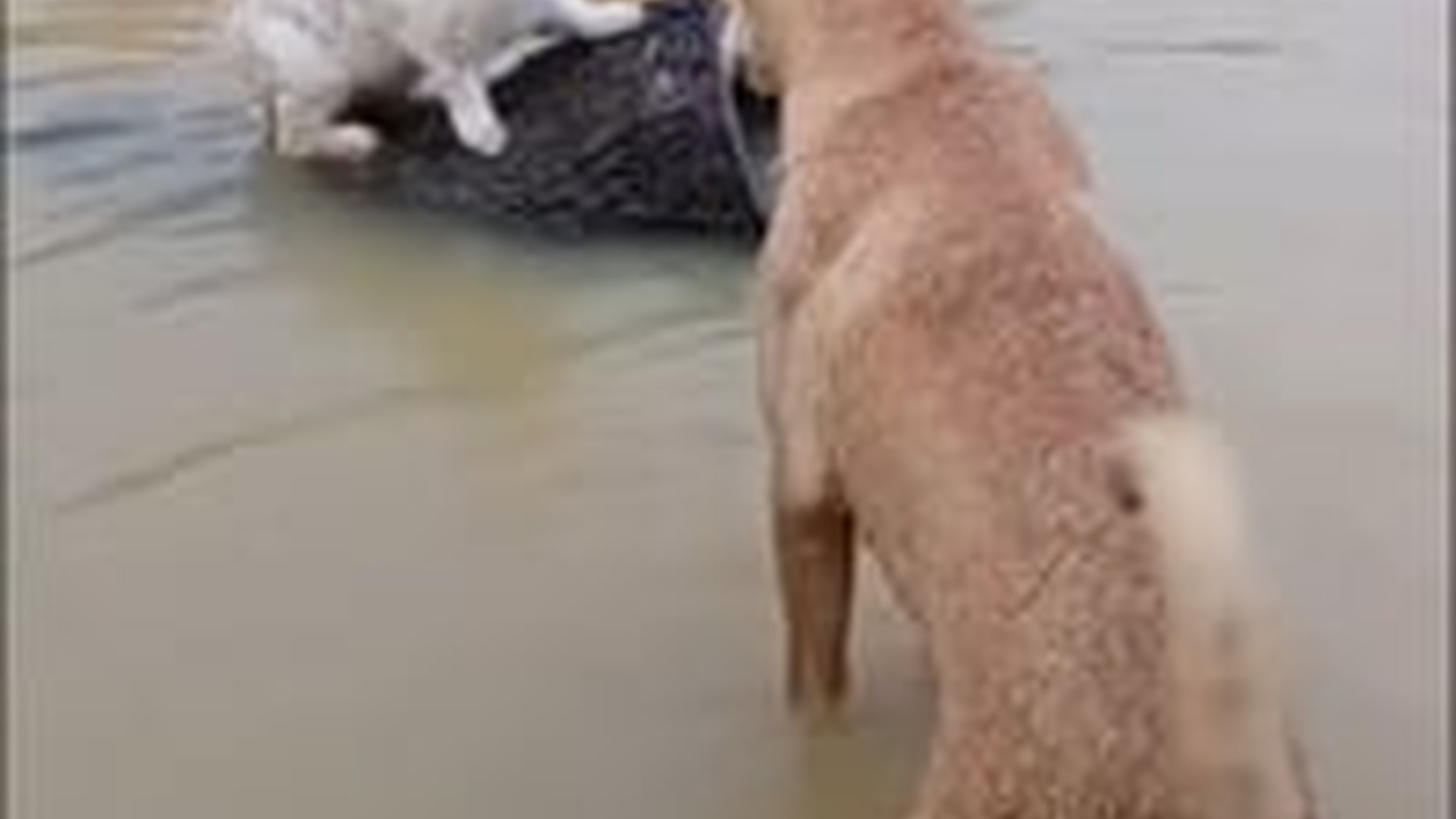 T2703017_My dog saved rabbit falling into water, not realizing she