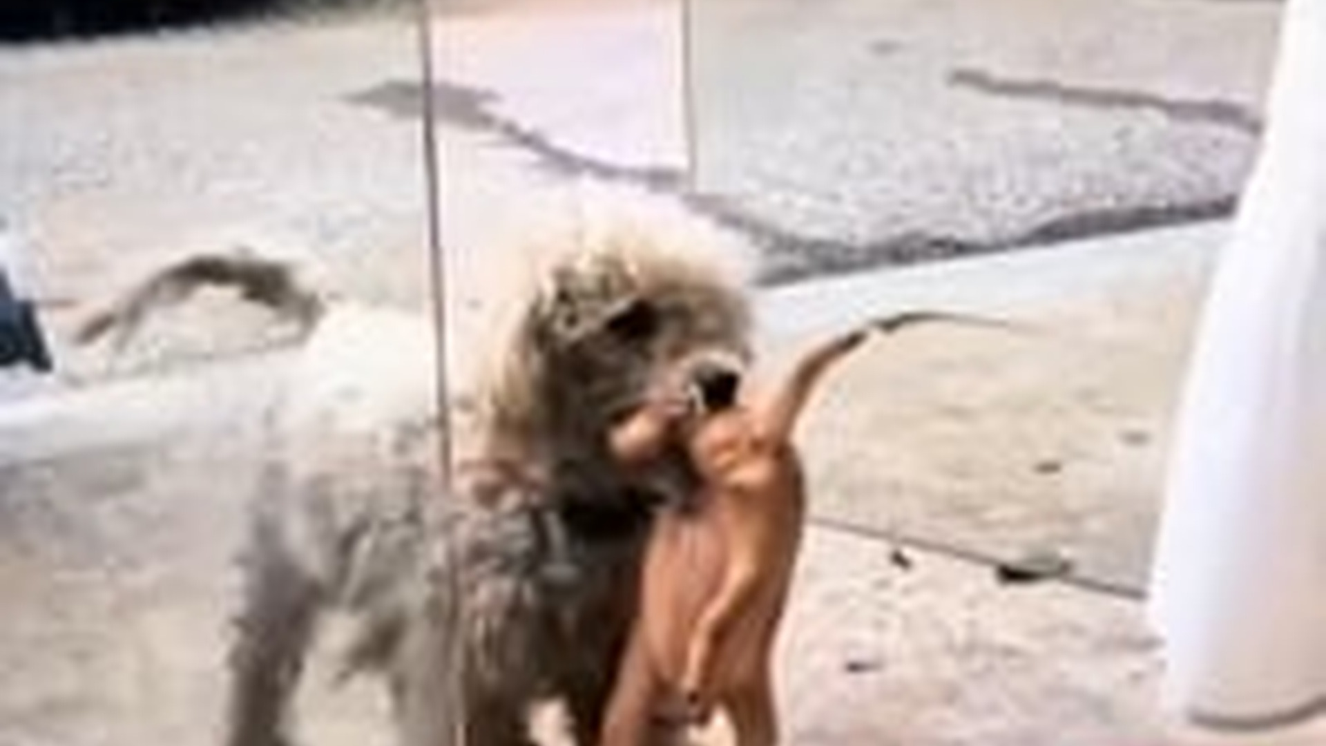 T2803017_Stray Dog Trusted Woman Her Puppies What Happened Next Wil...