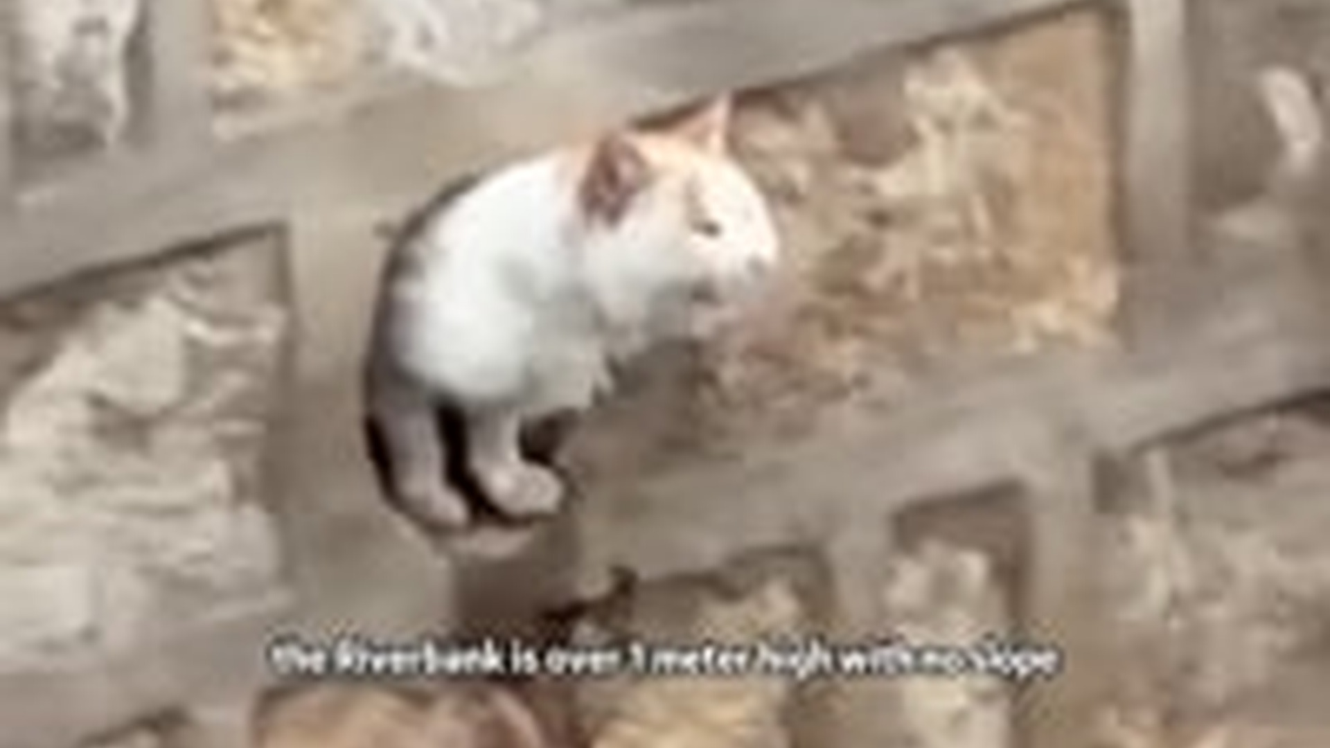 T2803019_Trapped in River Days Rescue of Big Head is o...