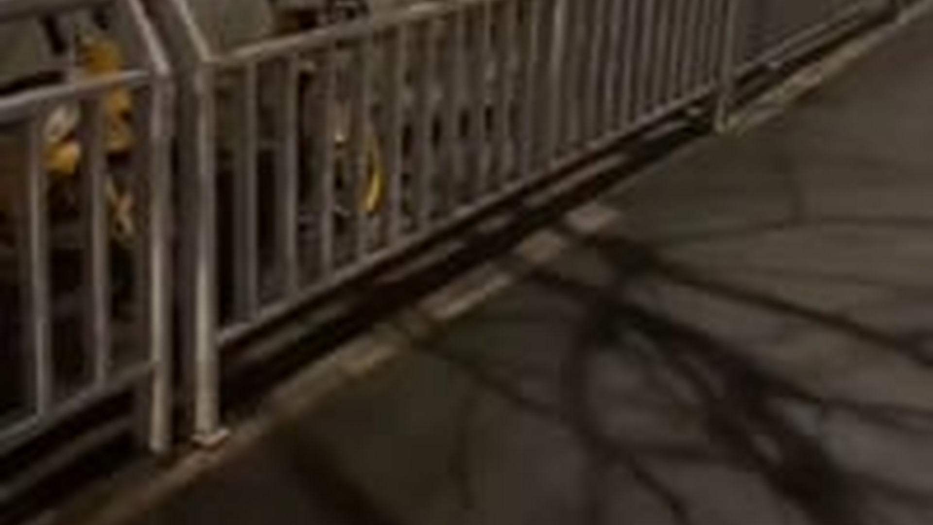 T3003017_couple rescued poor cat dogs attack #animal #animalsoftik...