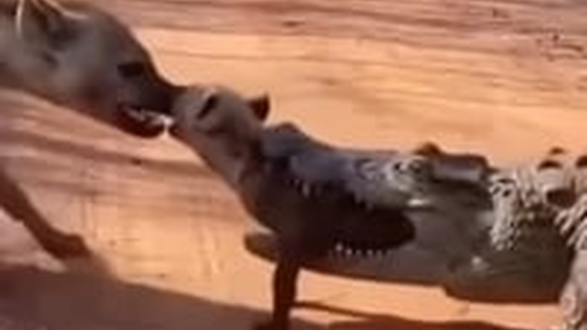 T0204003_Hyena want to save cub crocodile #easter #rescue #pyhton #Sora Nur Rulz