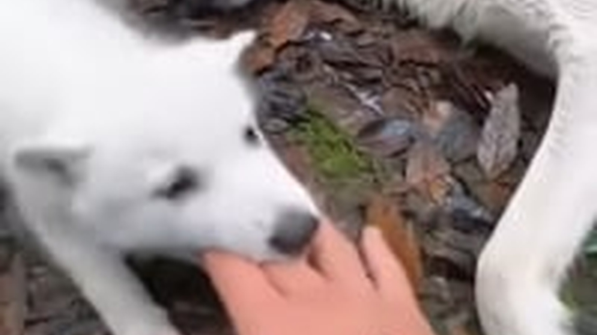 T0204007_#rescueanimals #animallove #animalsoftiktok #rescue #animallovers