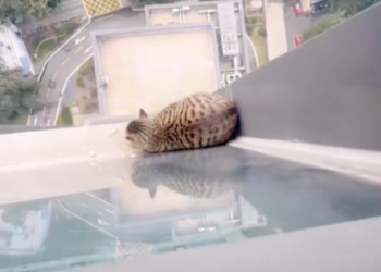 T0403020,Would you carry him home if he had no strength left to walk? #rescuedog #compassion