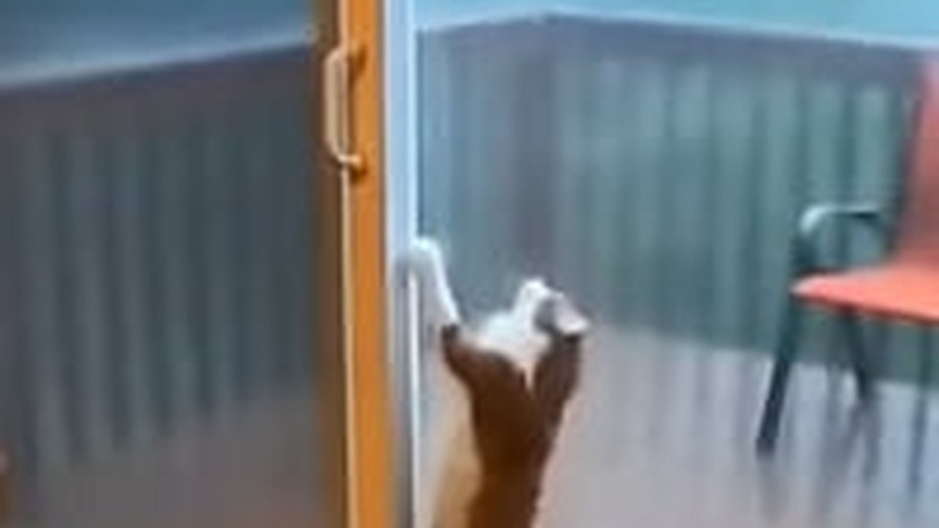 T0604002_come on honey ll get you #emotional #storm #hero #dogrescue #to...