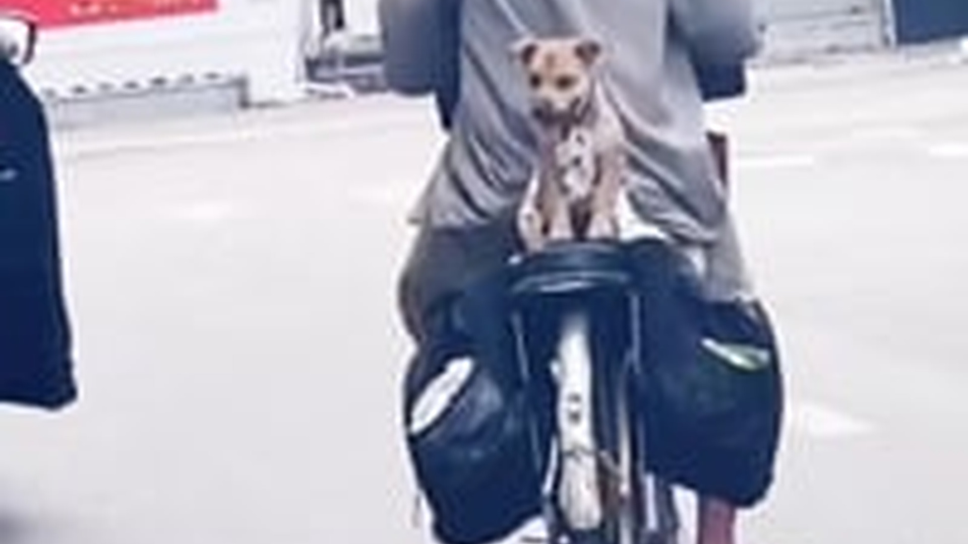 T0604003_#pets #lovely #dog Happy dog