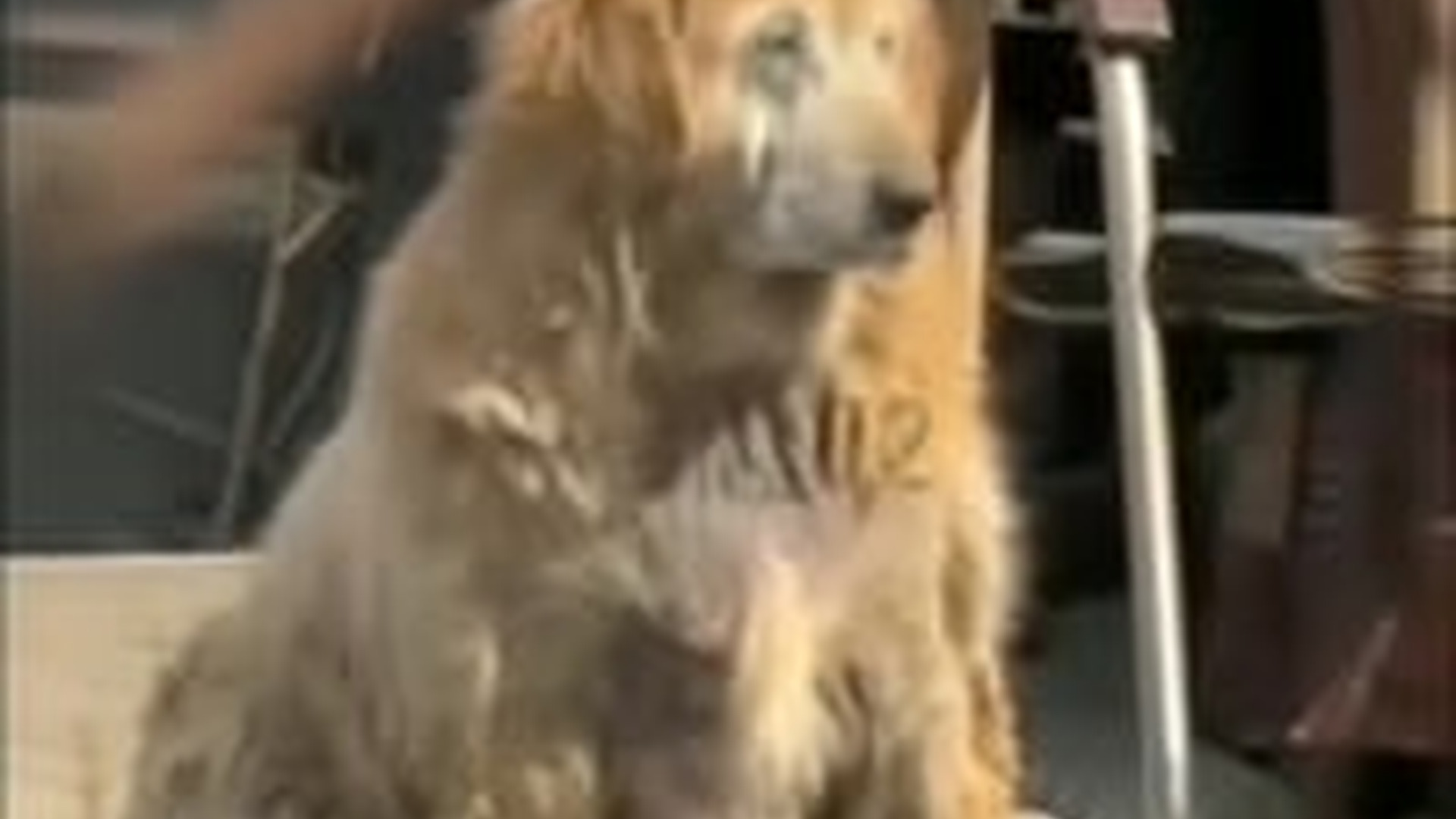 T1004016_#dog #dogsoftiktok #animals #love #sadvibes #fyp #viral