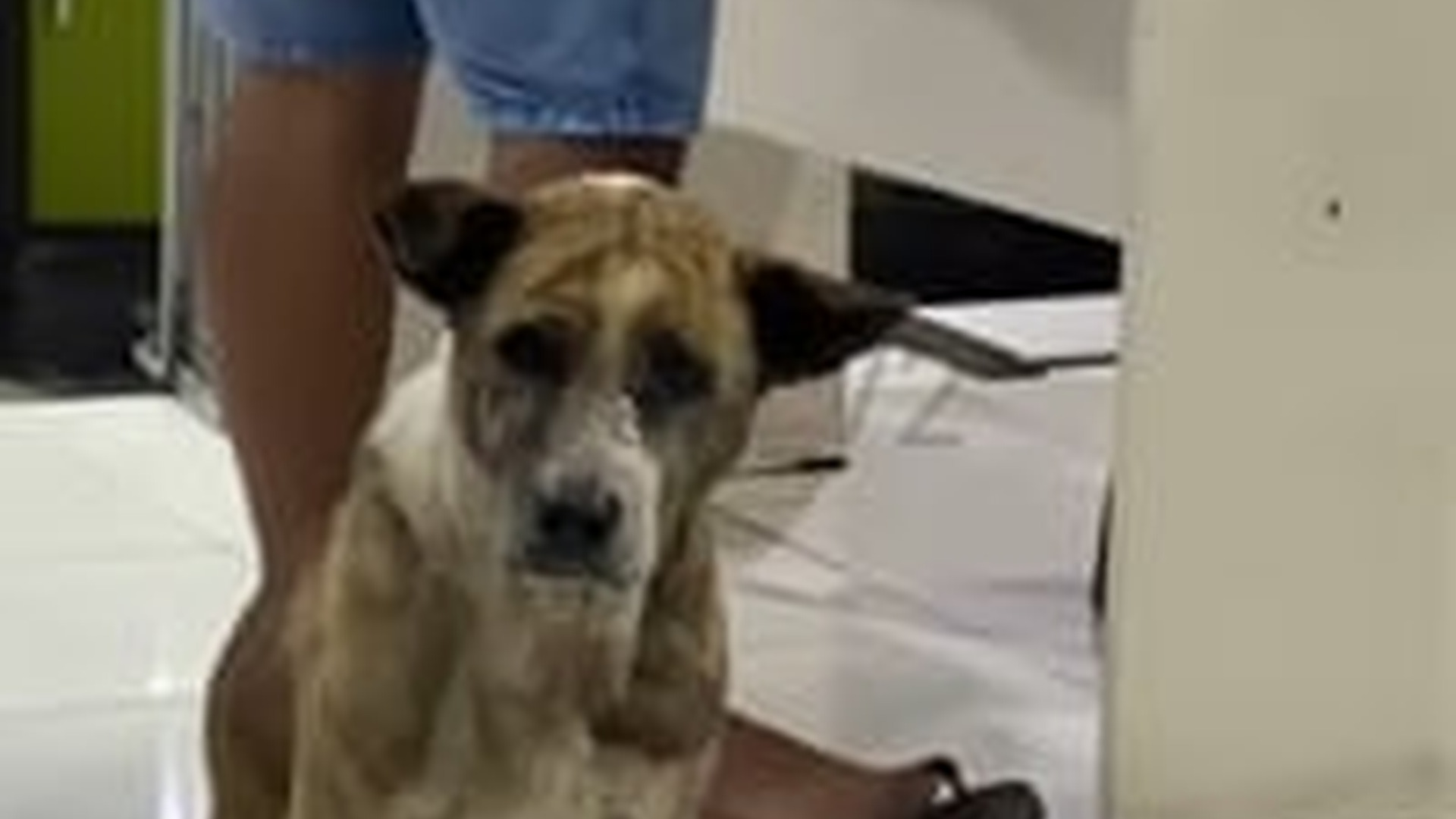 T1004017_eyes can lie,he hopes to be given food #dog #animal #sad #sad...