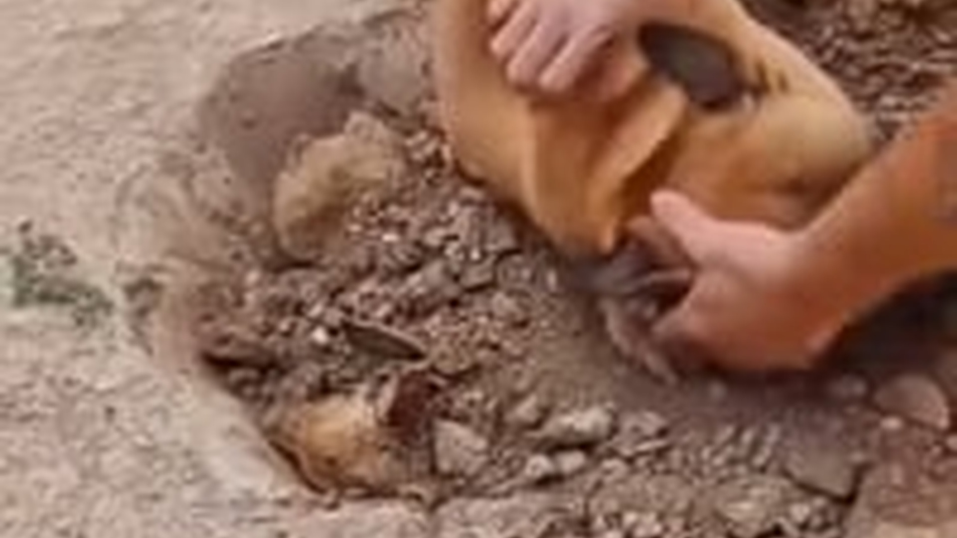 T1004020_She looked absolutely devastated #dog #dogs #sad #sadvibes #animal