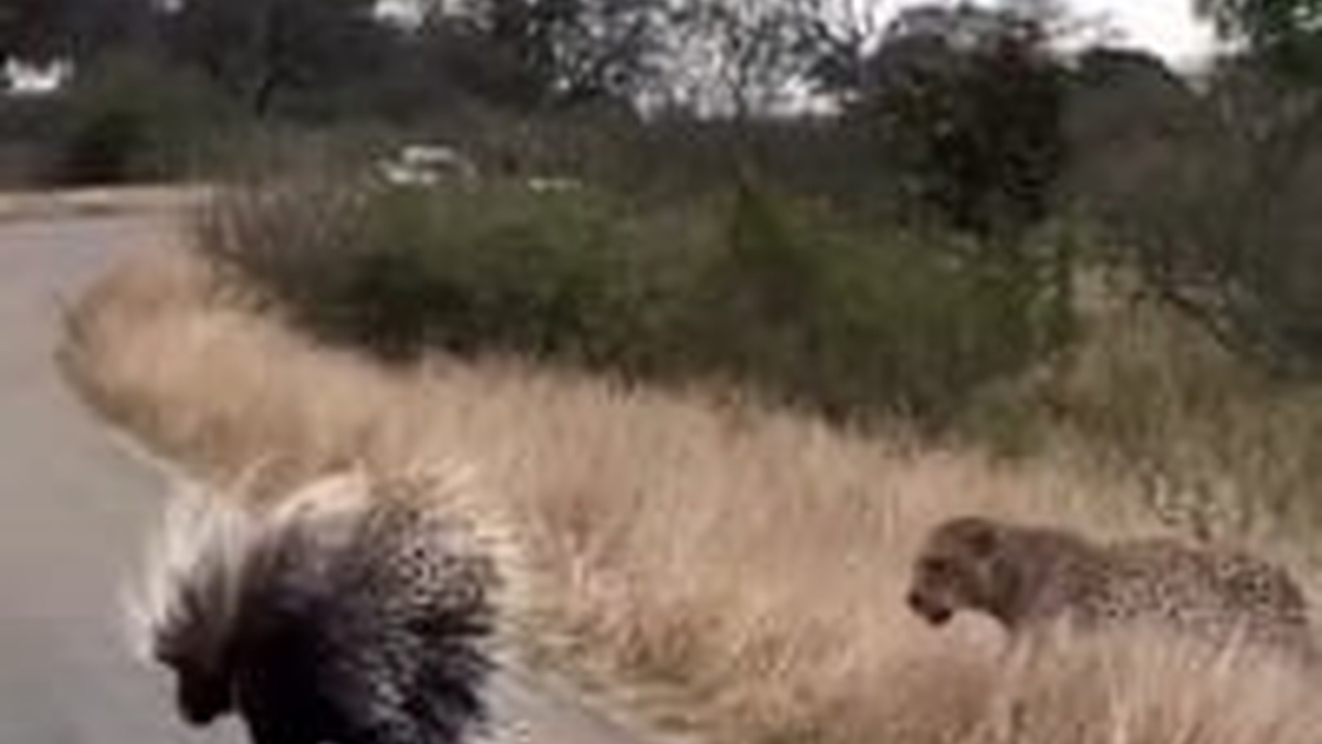 T1004026_You won believe what happens when tiny porcupine stands up to f...