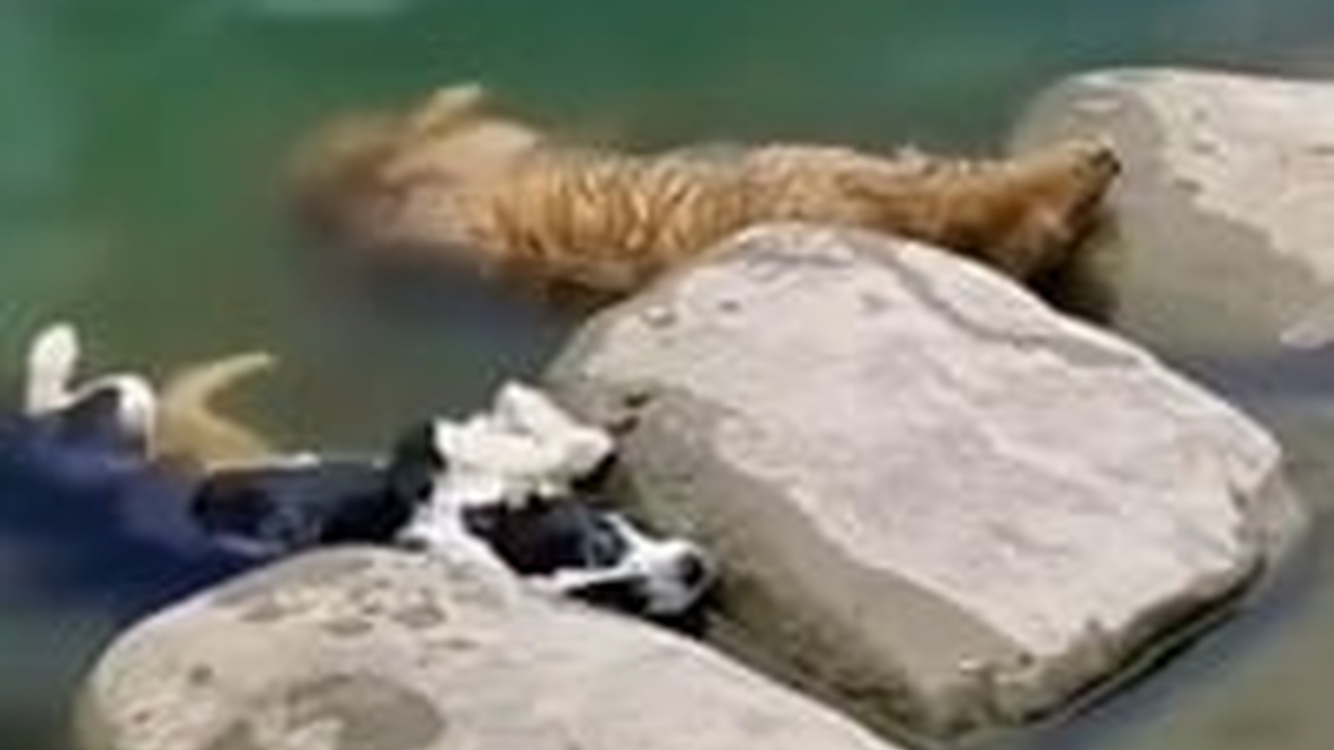 T1004028_dogs pretended to be dead dogs pretended to be dead