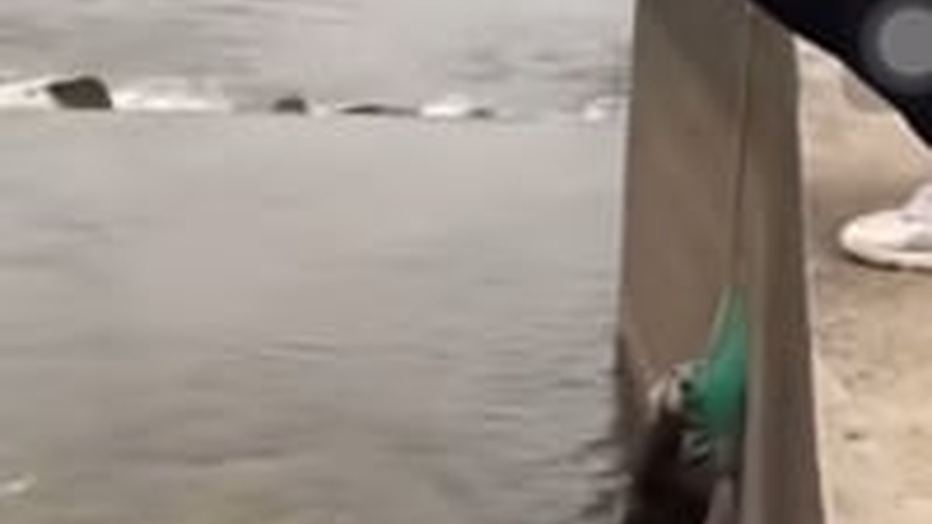 T1004032_successfully rescued dog successfully rescued dog #petsocute