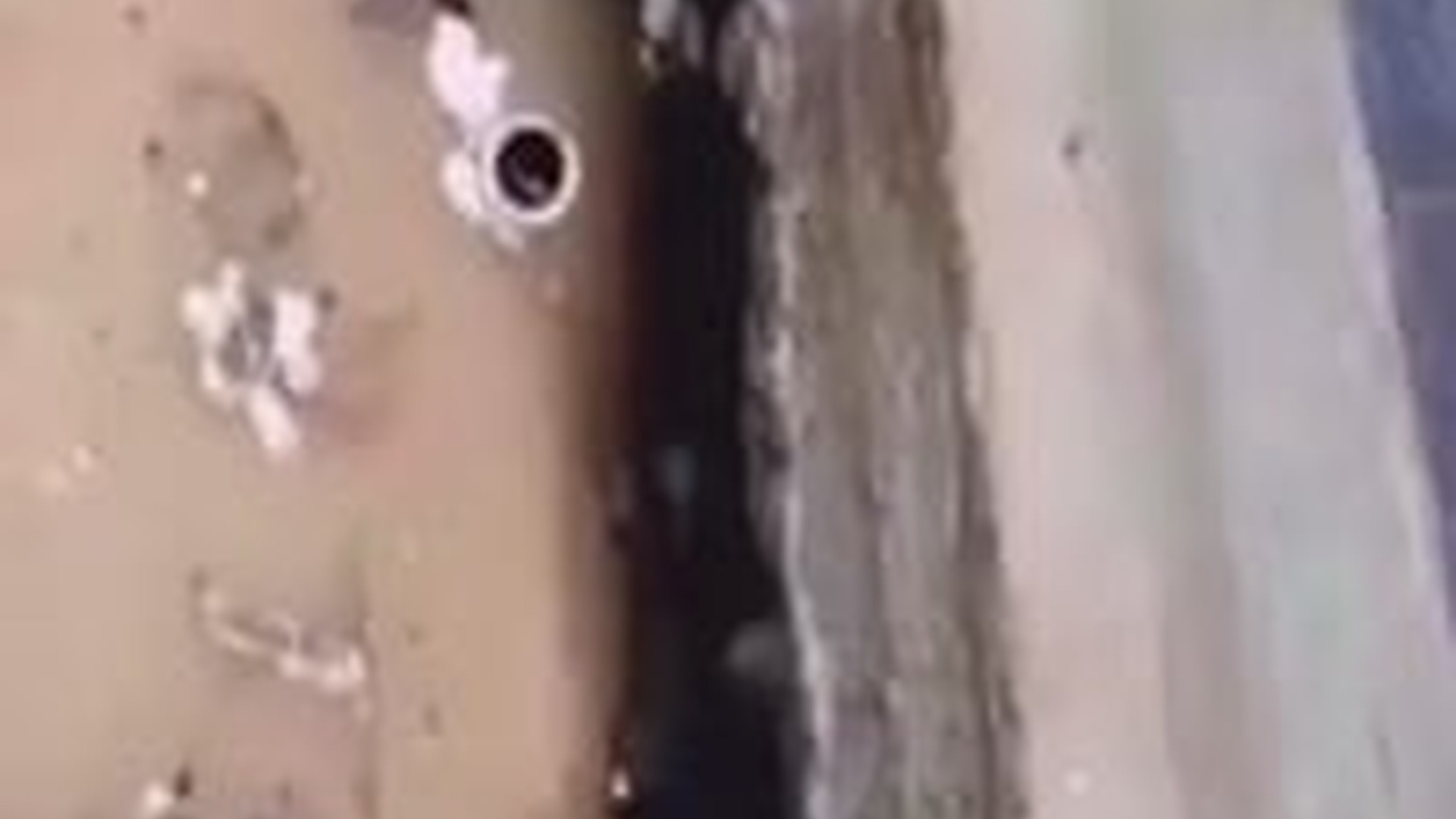 T1004034_mother dog successfully rescued puppy #petsocute #cutepets #p...