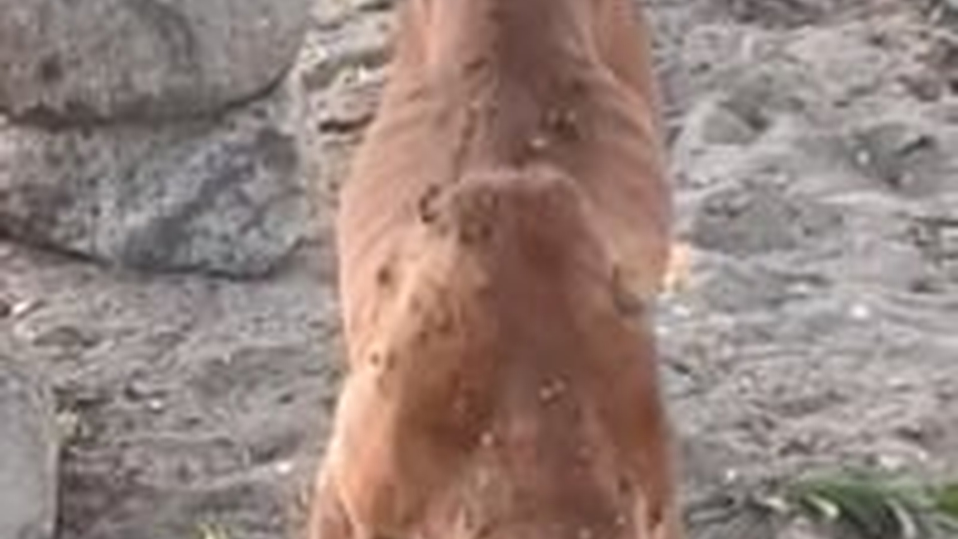 T1504030_She was so weak barely able to move her body was covered by tons of ticks