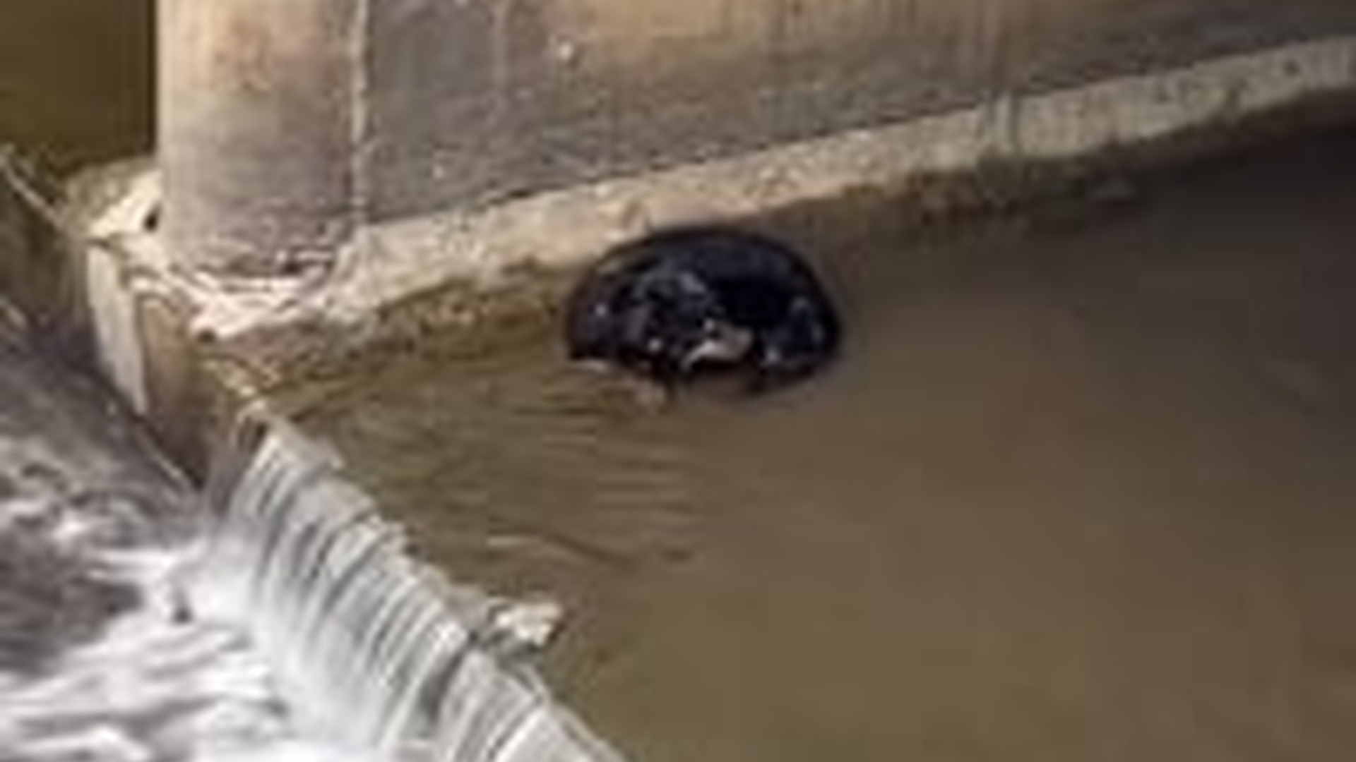 T1504029_Someone will come to help poor dog fell under bridge #do...
