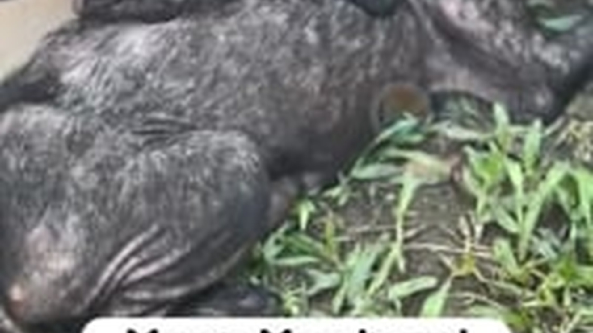 T1504028_little family was found severely malnourished, anemic,