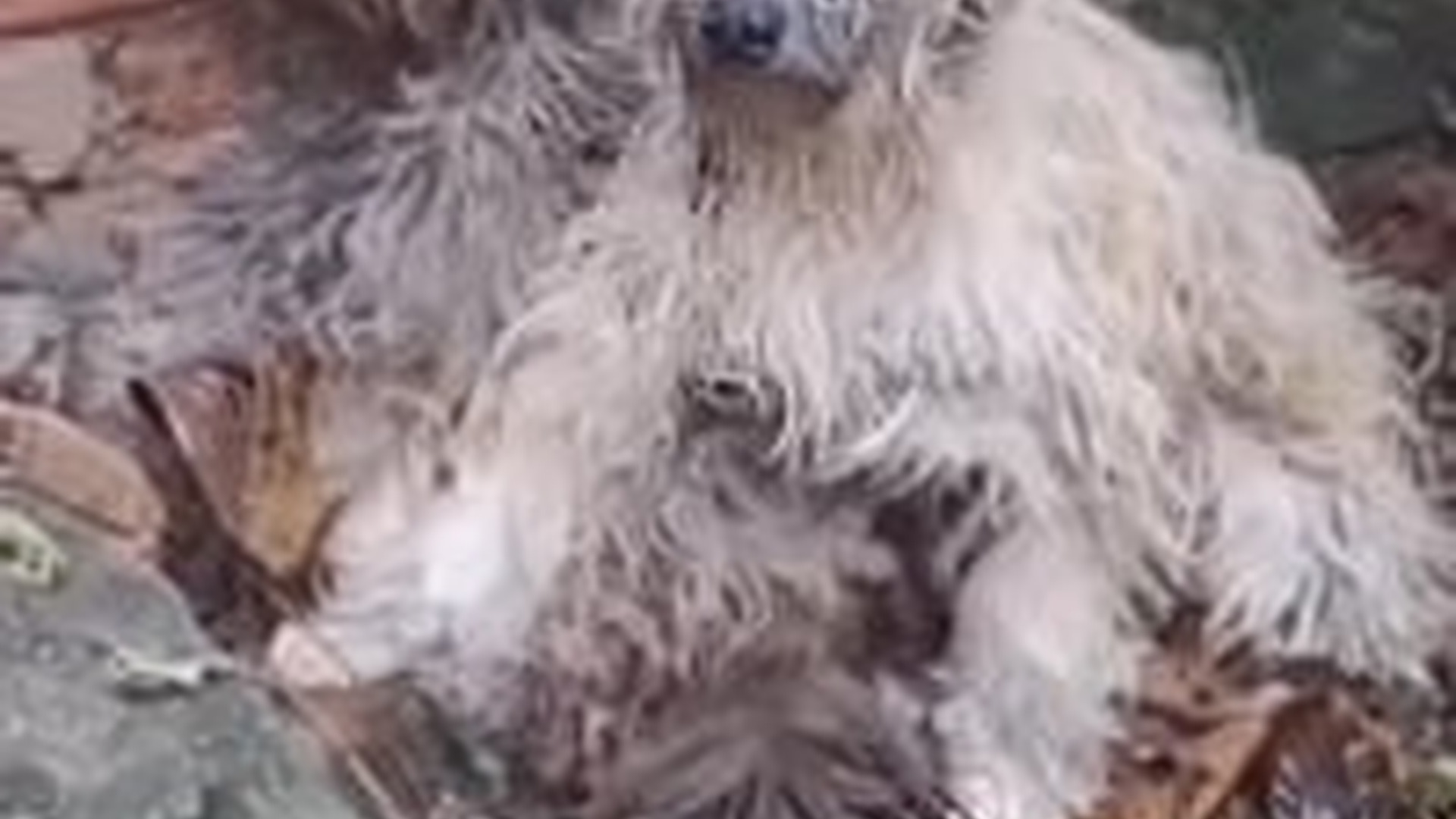 T1504039_two poor dogs, although they did not know each other, were togeth...