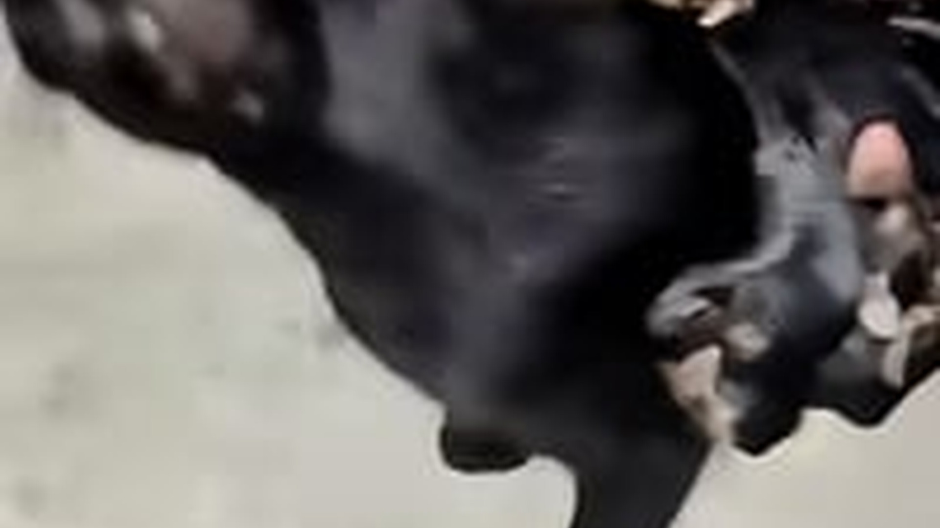 T1504035_cat brought home baby opossums family adopted them love