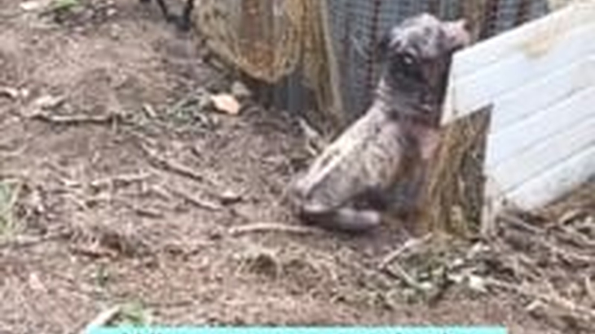 T1504031_Rotting Alive to Radiating Hope Miraculous Journey of Prince, American Bully Puppy