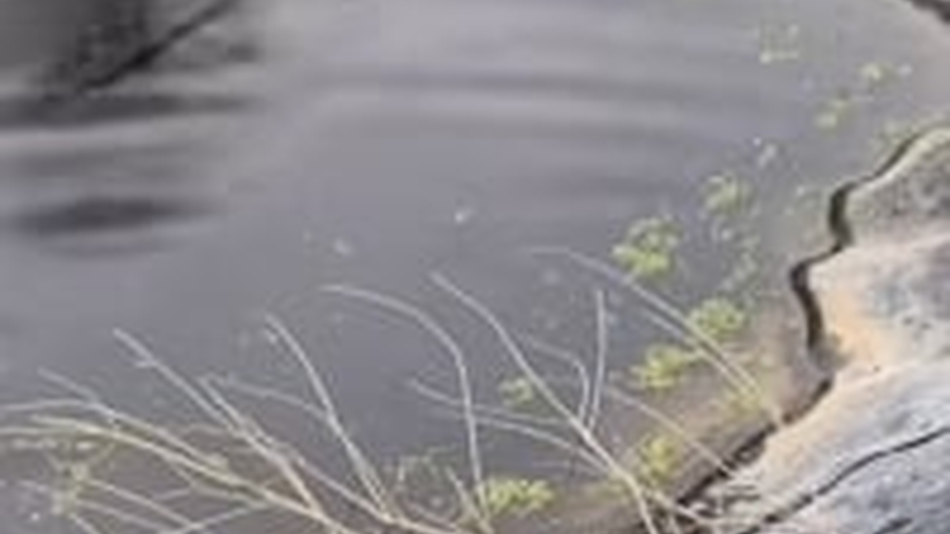 T1504018_rescue poor cat fell into lake #cat#cats#kitten#rescue...