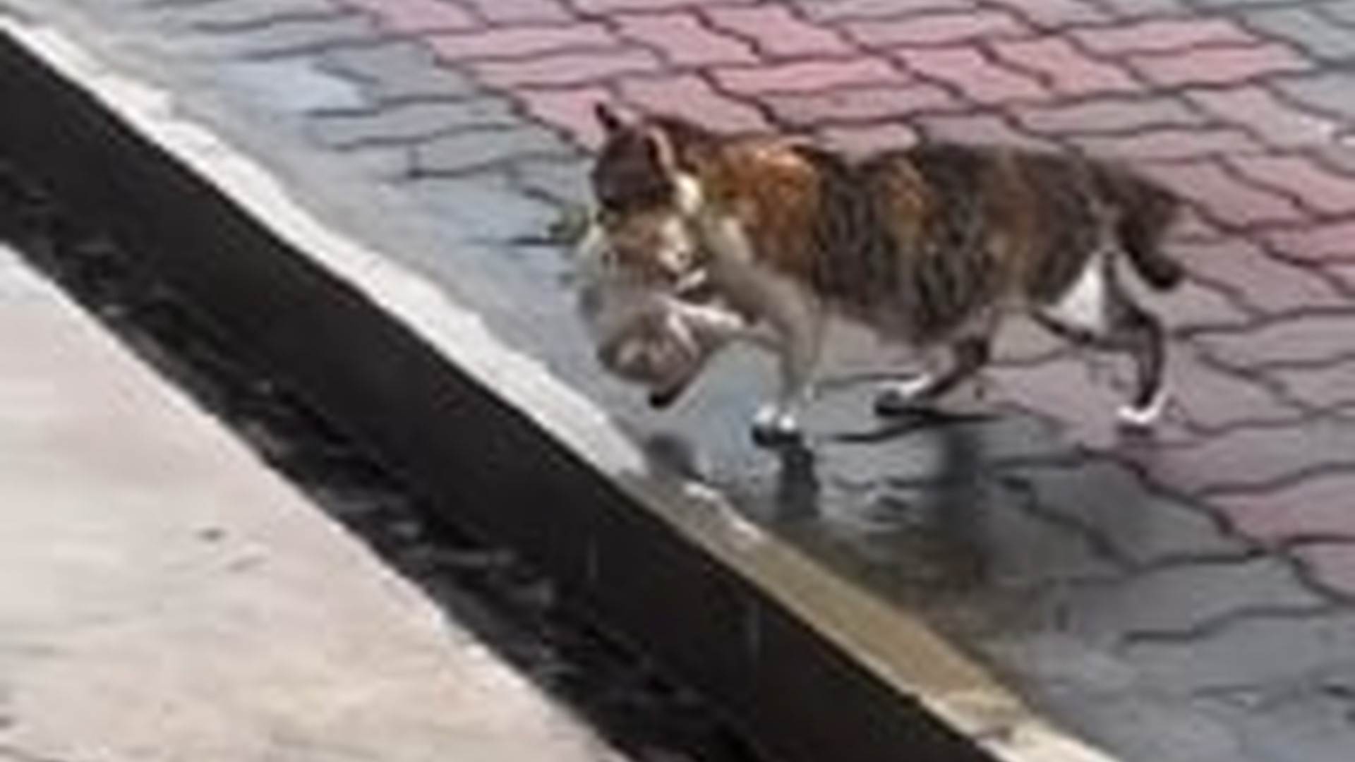 T1504012_It been raining heavily days, roads are flooded, even t...