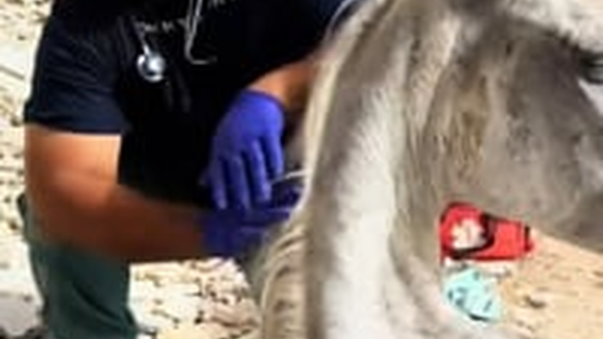 T1504005_Rescue horse #rescue #animals #rescueanimals #horse #horses