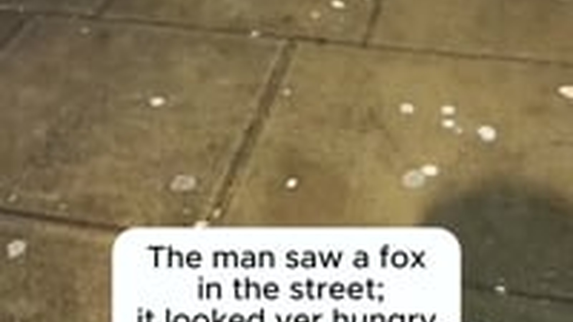 T1504004_Rescue fox #rescue #animals #fox #foxes #rescueanimals