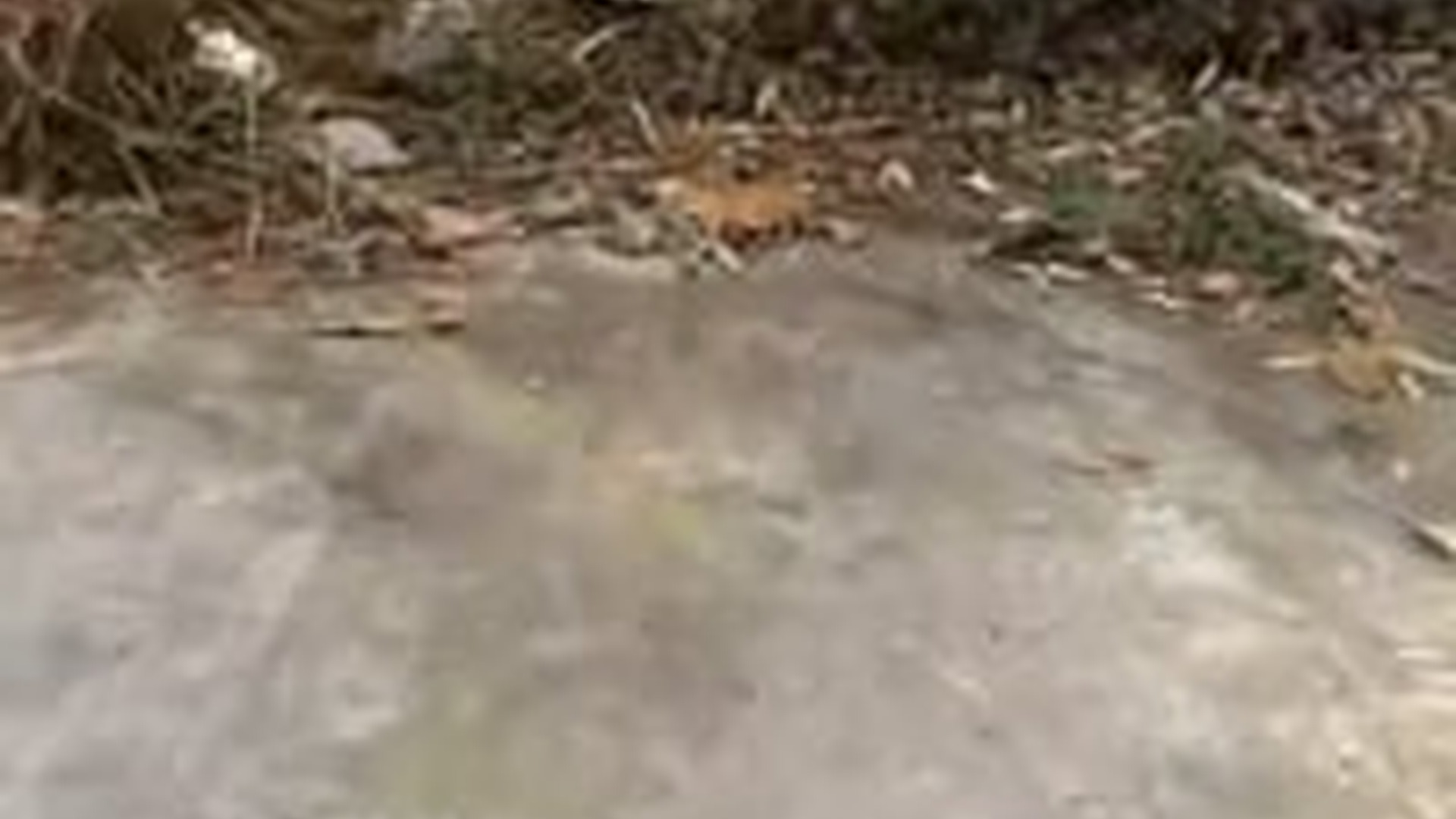 T1504003_Rescue family of cats #cat #catsoftiktok #rescue #rescueanimals #ki...