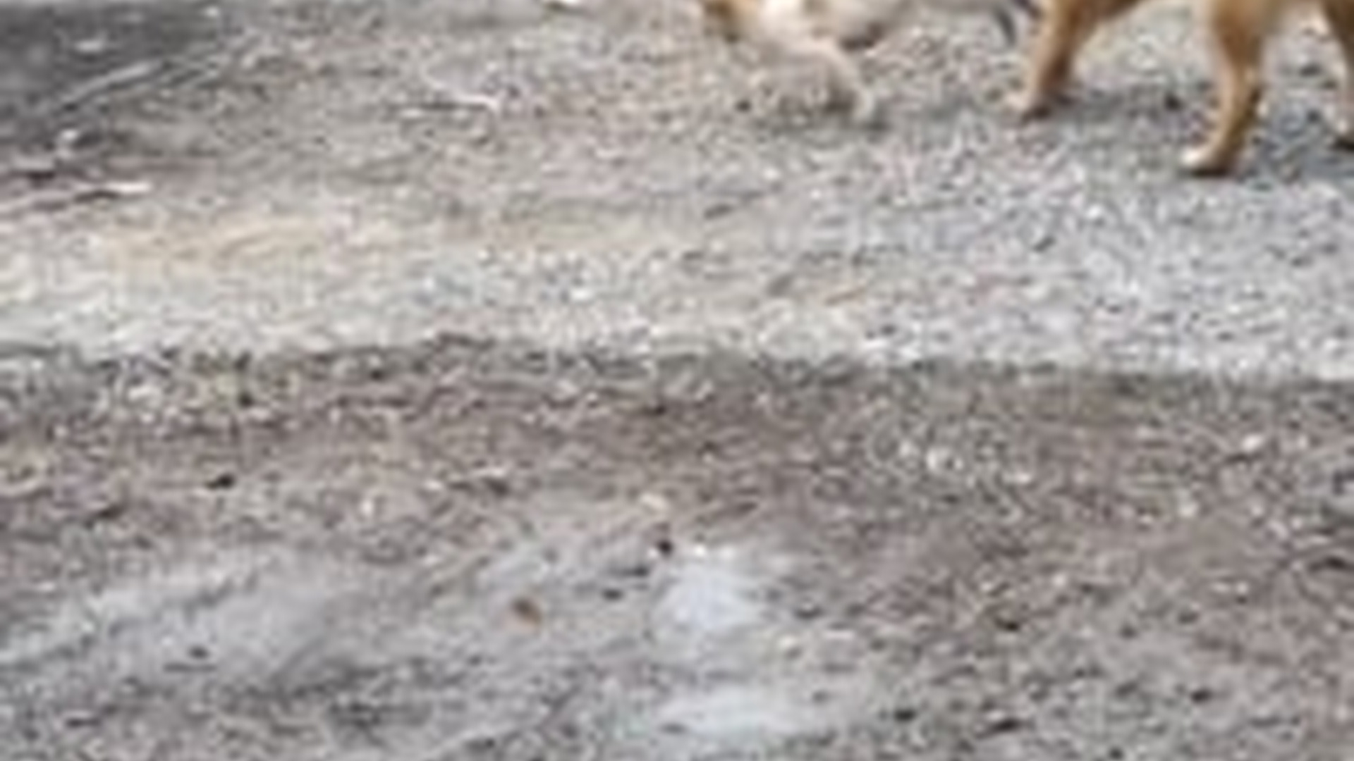 T1504002_Rescue kitten #rescue #rescueanimals #cat #catsoftiktok #kitten