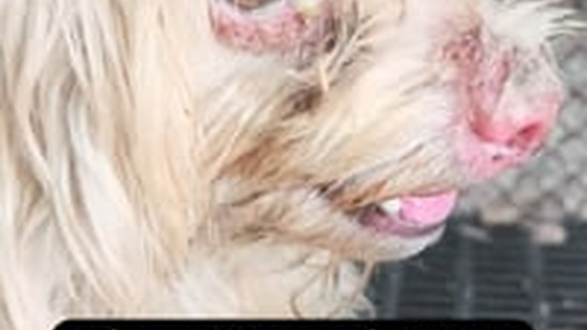 T1504001_Two little siblings have been dumped in front of