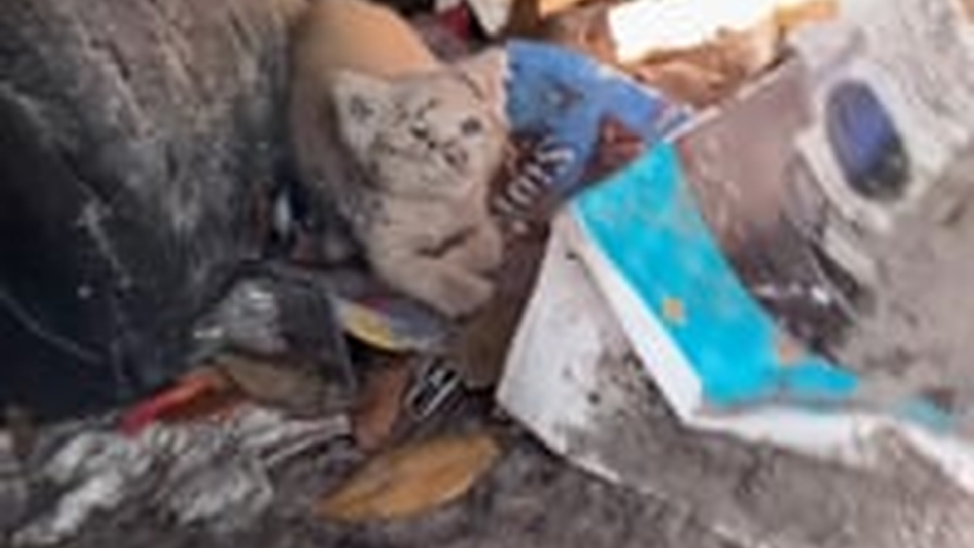 T1904017_Cobweb kitten grab! #KittenSnatcher #CatManChris #kittenrescue #kit...