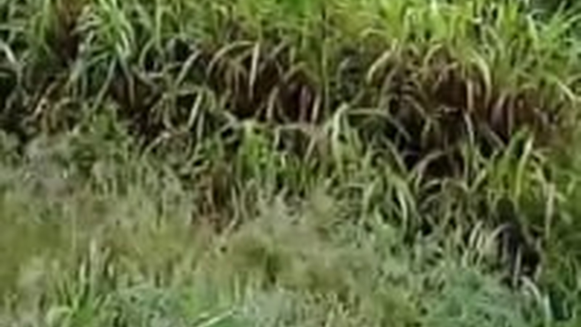 T1904019_animalloverescue (1)