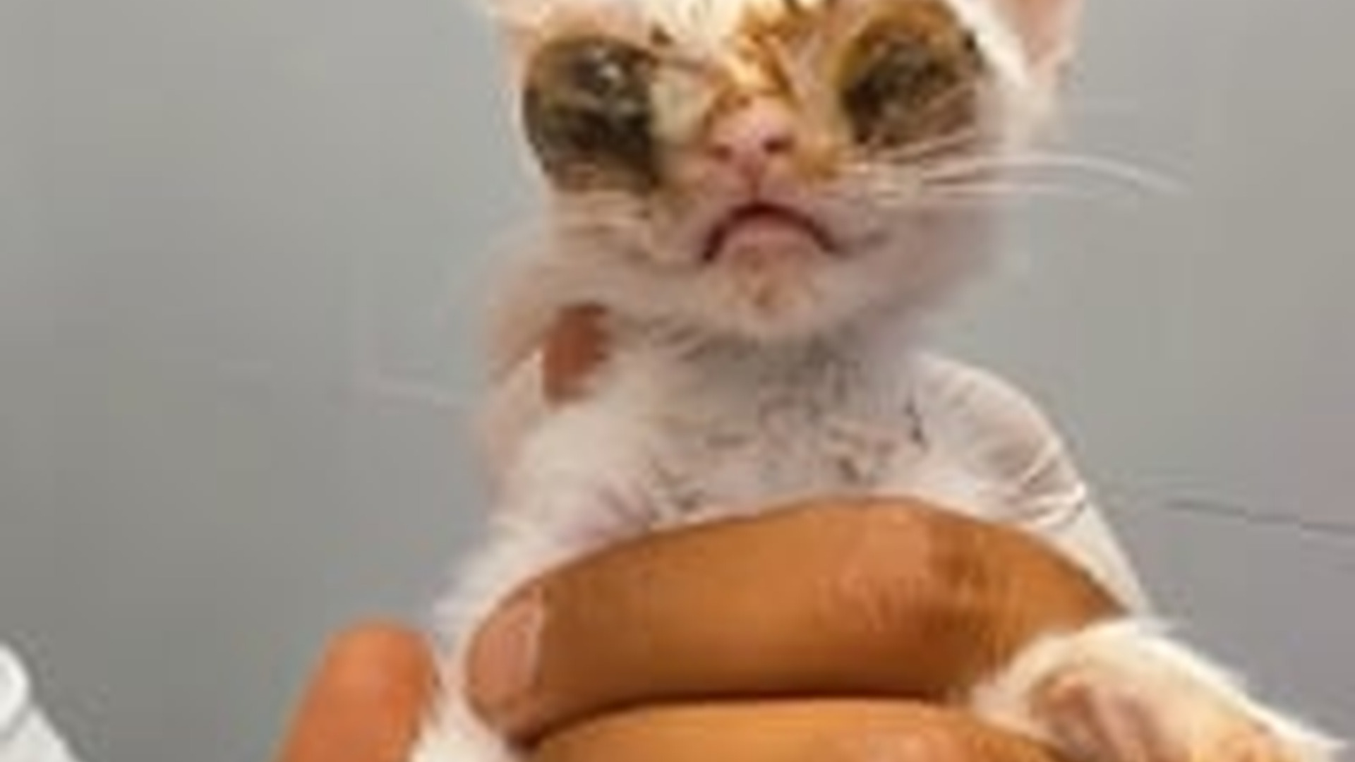 T1904021_Rescuing month old kitten eye injuries. #Kittenrescue #rescuek...