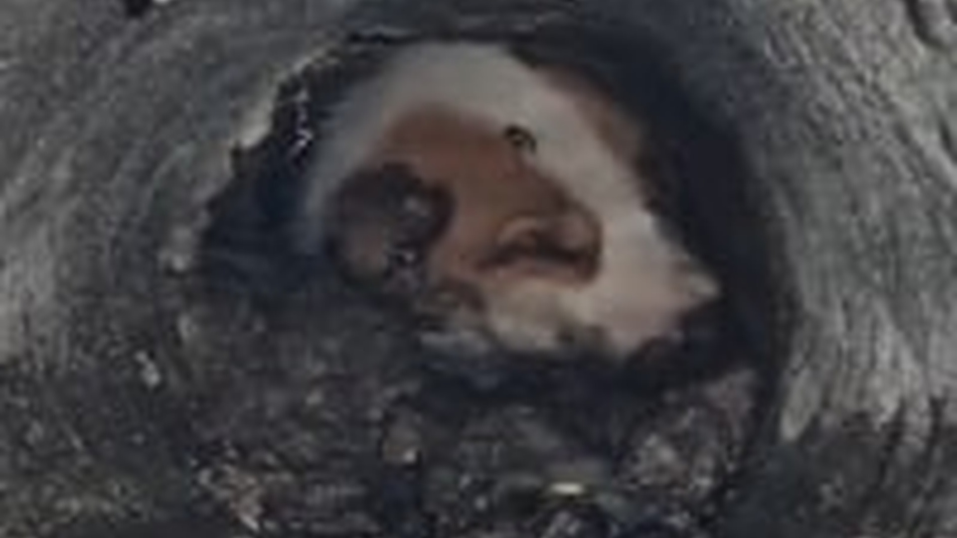 T1904022_She Was Buried Alive In Concrete Tomb Days. #fyp #dogsoftiktok