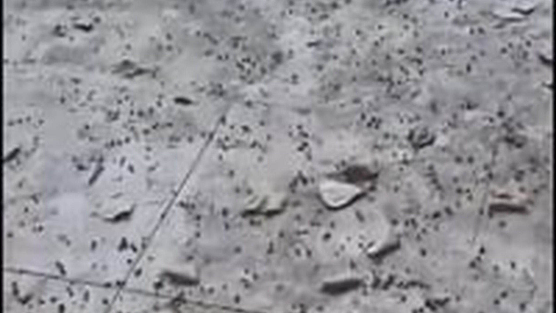 T1904024_She Kept Walking Until Hope Found Her. #FYP #dogsoftiktok #rescuedog