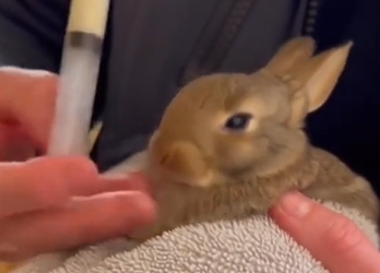 T0504008_On frozen lake, tiny bunny lay trapped in ic e